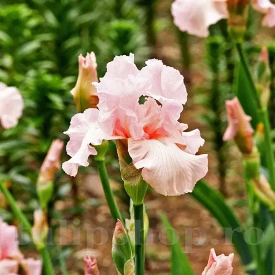 bulbi iris pink horizon