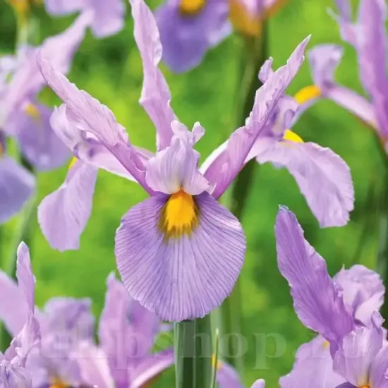 bulbi iris pink panther1