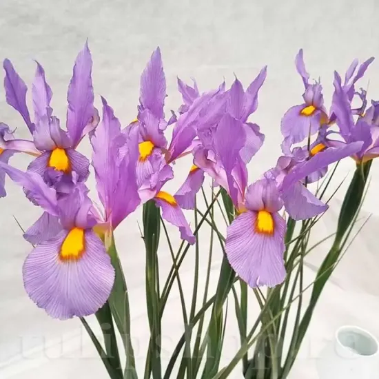 bulbi iris pink panther2