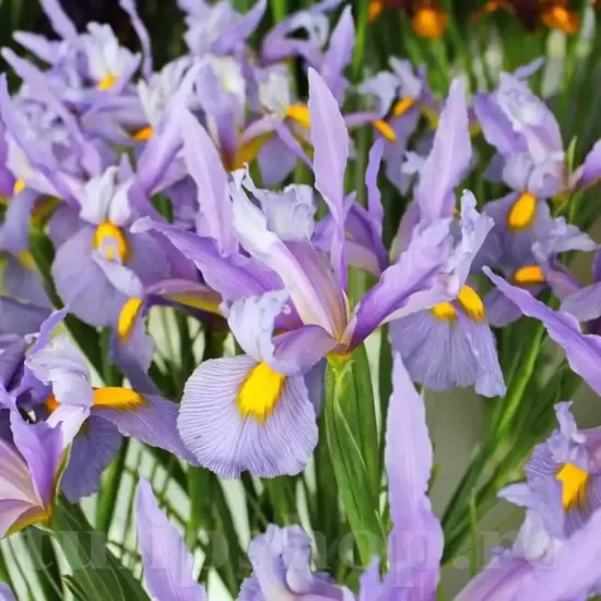 bulbi iris pink panther3