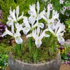 Bulbi Iris Polar Ice (Stanjenel)