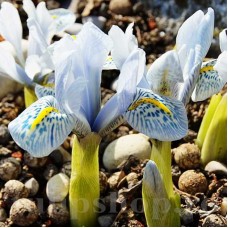 Bulbi Iris Polar Ice (Stanjenel)