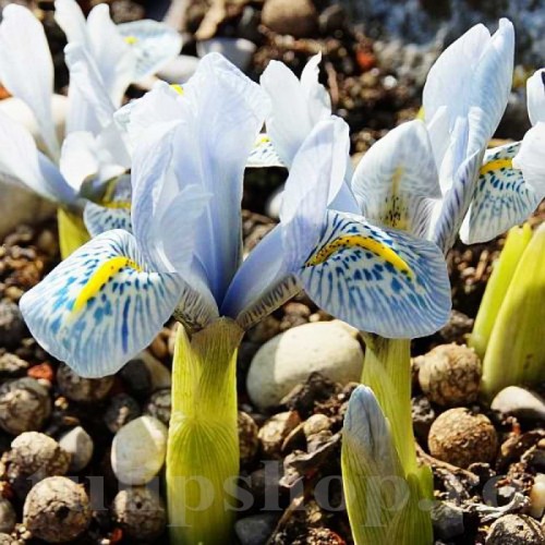 Bulbi Iris Polar Ice (Stanjenel)