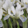Bulbi Iris Polar Ice (Stanjenel)