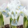 Bulbi Iris Polar Ice (Stanjenel)