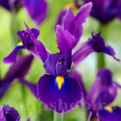 Bulbi Iris Purple Sensation (Stanjenel)