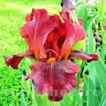 Bulbi Iris Red Zinger (Stanjenel)