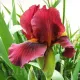 bulbi iris red zinger2