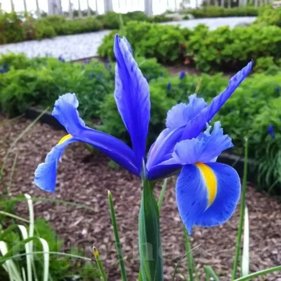 bulbi iris sapphire beauty