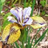 Bulbi Iris Tipped In Blue (Stanjenel)