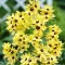 Bulbi Ixia Yellow Emperor