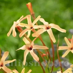 Bulbi Ixia Eos