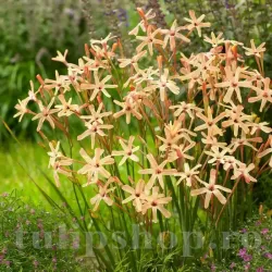 Bulbi Ixia Eos Bulbi Ixia Eos