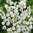 bulbi ixia giant alb plantare toamna 110x110