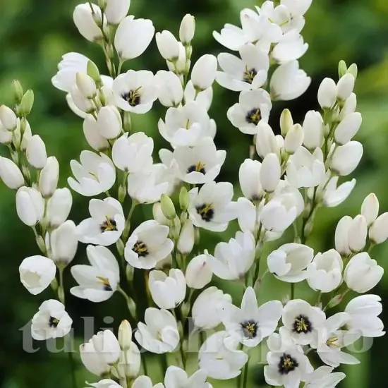 Bulbi Ixia Giant bulbi ixia giant alb plantare toamna