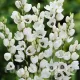 Bulbi Ixia Giant bulbi ixia giant alb plantare toamna