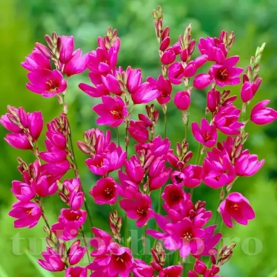 Bulbi Ixia Mabel bulbi ixia mabel roz intens toamna