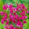 Bulbi Ixia Mabel
