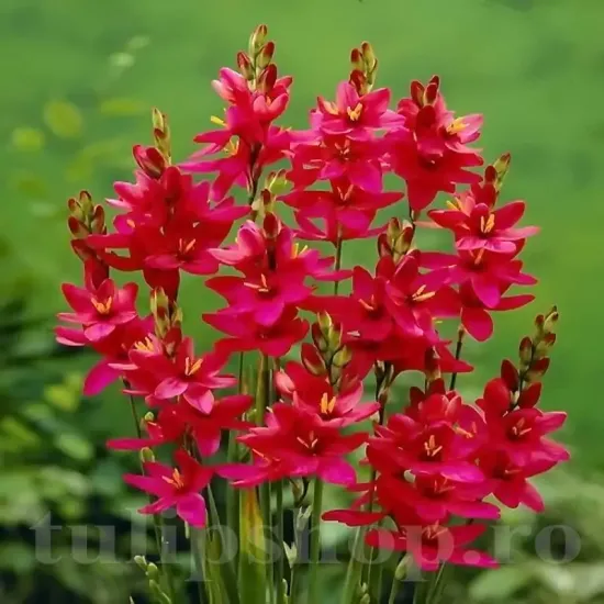 bulbi ixia venus rosu plantare toamna