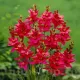 bulbi ixia venus rosu plantare toamna
