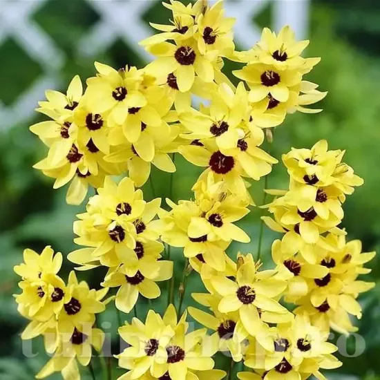 bulbi ixia yellow emperor1
