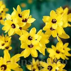 Bulbi Ixia Yellow Emperor Bulbi Ixia Yellow Emperor