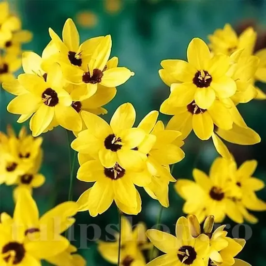 bulbi ixia yellow emperor2