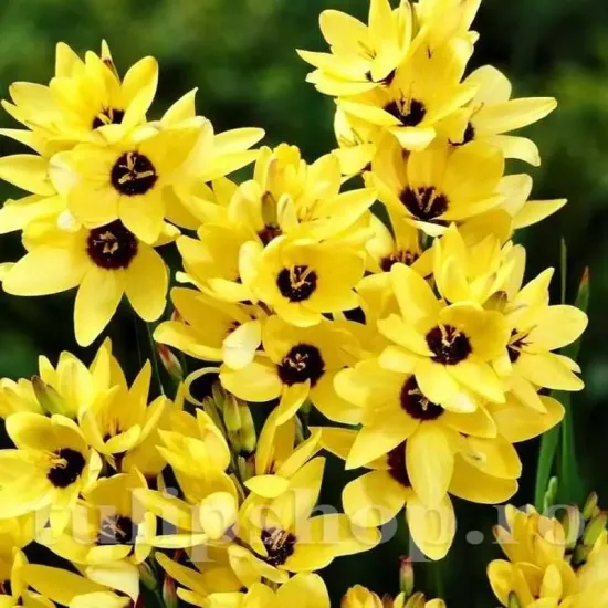 bulbi ixia yellow emperor3