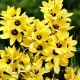 bulbi ixia yellow emperor3
