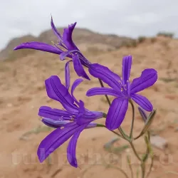 Bulbi Ixiolirion Tataricum