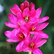 Bulbi Ixia Mabel detaliu petale ixia mabel roz tulipshop 110x110