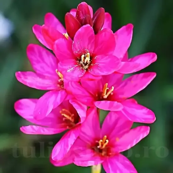 Bulbi Ixia Mabel detaliu petale ixia mabel roz tulipshop