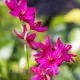 Bulbi Ixia Mabel floare ixia mabel gradina tulipshop foto