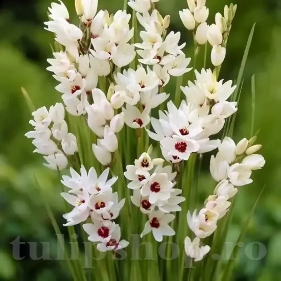 Bulbi Ixia Giant flori mari ixia giant gradina tulipshop