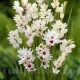 Bulbi Ixia Giant flori mari ixia giant gradina tulipshop
