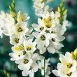 gradina inflorita ixia giant tulipshop foto 110x110