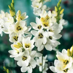 Bulbi Ixia Giant Bulbi Ixia Giant
