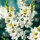 Bulbi Ixia Giant gradina inflorita ixia giant tulipshop foto
