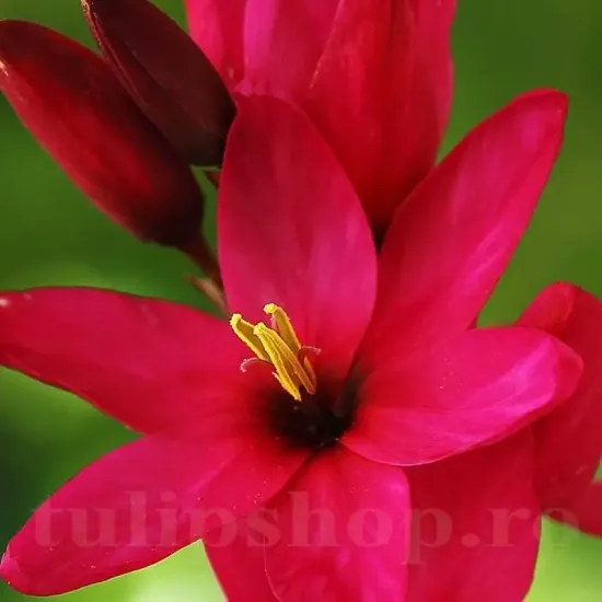 imagine ixia venus inflorita tulipshop