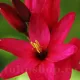 imagine ixia venus inflorita tulipshop