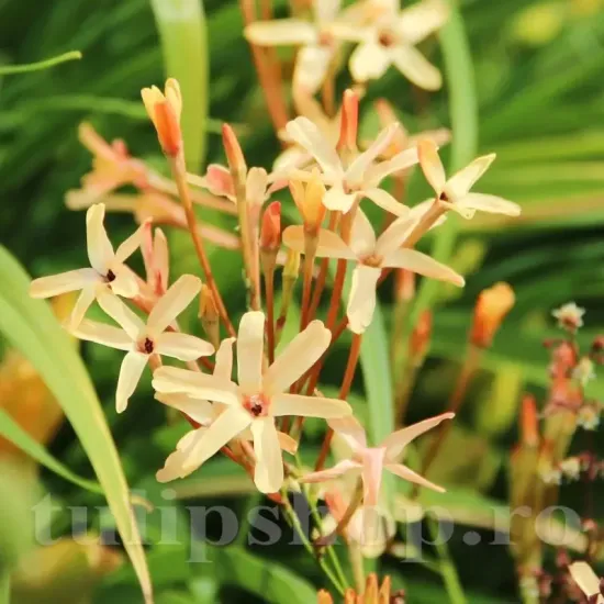 Bulbi Ixia Eos ixia eos bulbi flori exotice plantare toamna