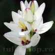 ixia giant bulbi flori toamna premium 110x110