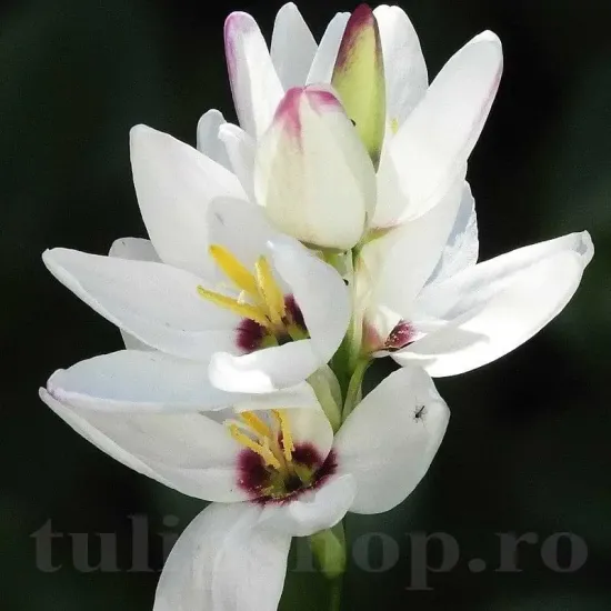 Bulbi Ixia Giant ixia giant bulbi flori toamna premium