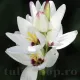 Bulbi Ixia Giant ixia giant bulbi flori toamna premium