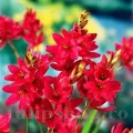 Bulbi Ixia Venus