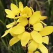 Bulbi Ixia Yellow Emperor ixia yellow emperor galben bulbi toamna 110x110