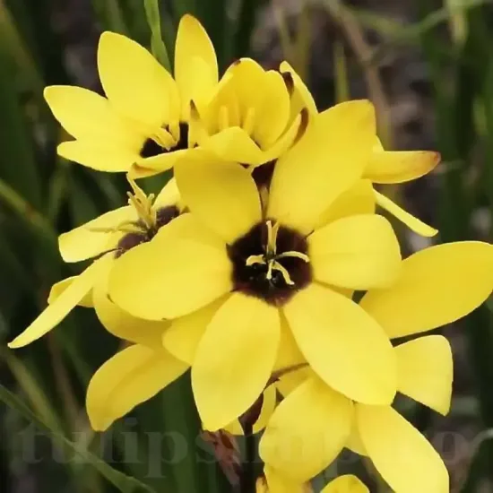 Bulbi Ixia Yellow Emperor ixia yellow emperor galben bulbi toamna