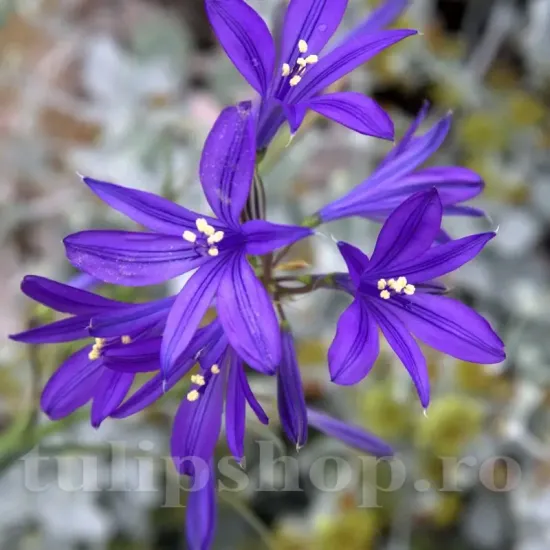Bulbi Ixiolirion Tataricum ixiolirion tataricum bulbi flori lavanda plantare toamna