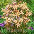 Bulbi Ixia Eos pachet bulbi ixia eos tulip shop 110x110