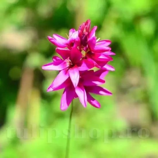 Bulbi Ixia Mabel plantare toamna ixia yellow emperor galben